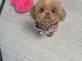 KC registered brown/red shih tzu female