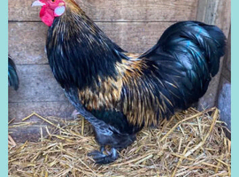 Silkie x Bantam