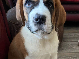READY Now! Beautiful baby Saint Bernards