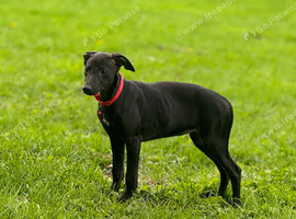 Whippet puppys