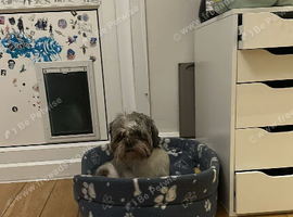 Shih Tzu for sale