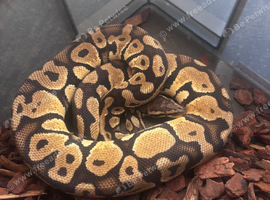 Pastel het clown ball python