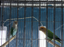 Lovebirds pairs Glasgow