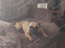 Ash french bulldog