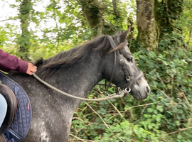 13.1hh Superstar Potential - perfect family pony