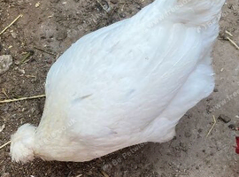 Laying hens
