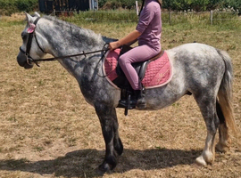 Super little tots pony