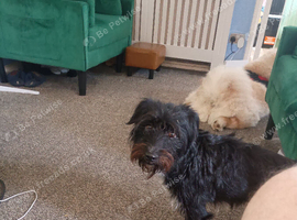 Fell/Patterdale Terrier