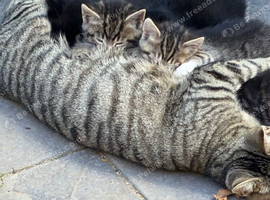 Kittens