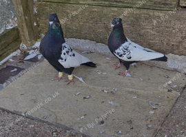 Iranian pigeons