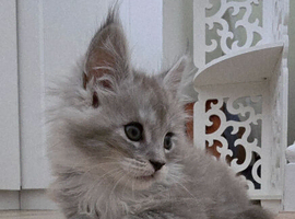 Beautiful Maine Coon kittens