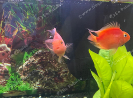2x blood parrot chchild
