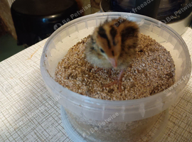 Organic Quail high protein starter crumb 250g