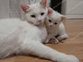 White and tabby males ready for forever homes