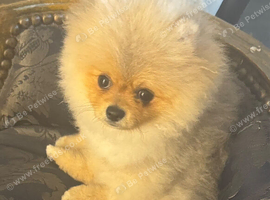 I have this lovely Pom ready to stud