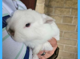 Mini lop girl point 10 weeks old