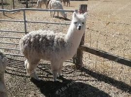 1 years old male alpaca