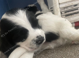 Gorgeous Sprocker Spaniel Puppies