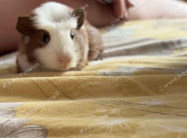 Two male guinea pigs
