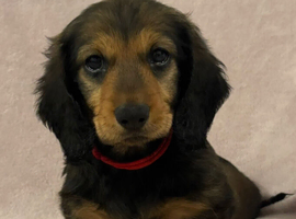 Kc registered Long Hair Dachshunds
