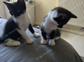 Kittens