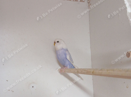 3 female budgies for sale