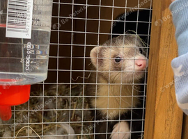 2 Male Ferrets for sale