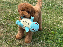 Toy poodle stud only