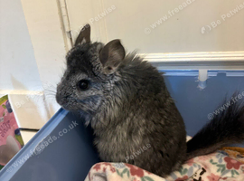 Two adorable well behaved chinchillas looking for new home