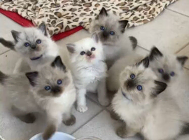 Beautiful Ragdoll Girls