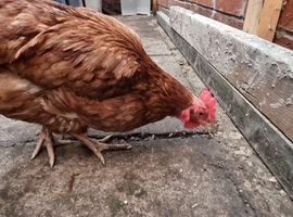 Chicken