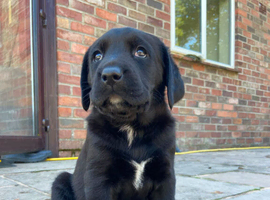 Beautiful Chunky Lab x Newfie Puppies