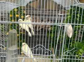 Canerys and finches