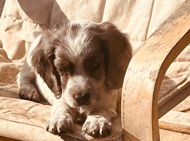 Sprocker puppies