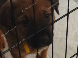 German shepherd cross mastiff. Cross husky cross staff