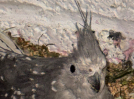 Cockatiels female