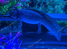 Proven Breeding pair of wild axolotl