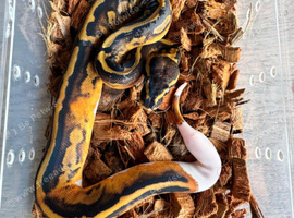 Pied het albino