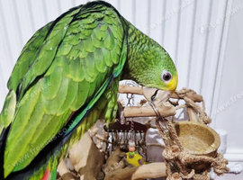 Baby double yellow headed amazon