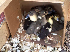 Ducklings for sale