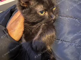 Smokie for sale