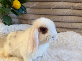 Friendly sweet mini lop girl ready now