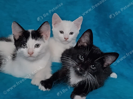 Turkish Angora mix kittens