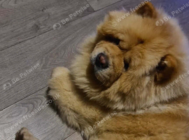 Male chow chow