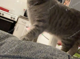 2 female cats