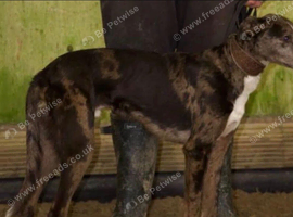 Beautiful Lurcher puppies
