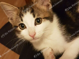 3‑month‑old male kitten &mdash; ready now &mdash; litter trained.