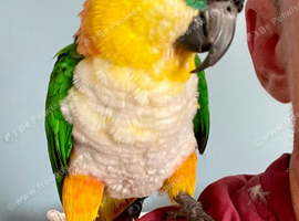Silly tame black headed Caique