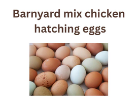 Chicken hatching eggs mixed breeds barnyard mix