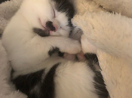 1 male and 2 female kittens